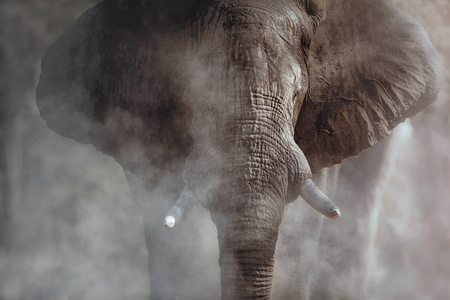 神奇的非洲象和灰尘。 巨大的大象公在镜头前。 野生动物与危险动物的场景。 大自然栖息地的伟大的图斯克。 非洲龙舌兰