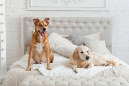 金色猎犬和混合品种生姜犬在豪华明亮的颜色，经典的折中风格卧室与特大床和床头柜。 宠物友好酒店或家庭客房。