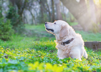 可爱的金毛猎犬坐在公园里的春天绿草上。 冒险宠物旅行概念太阳能明亮效果。