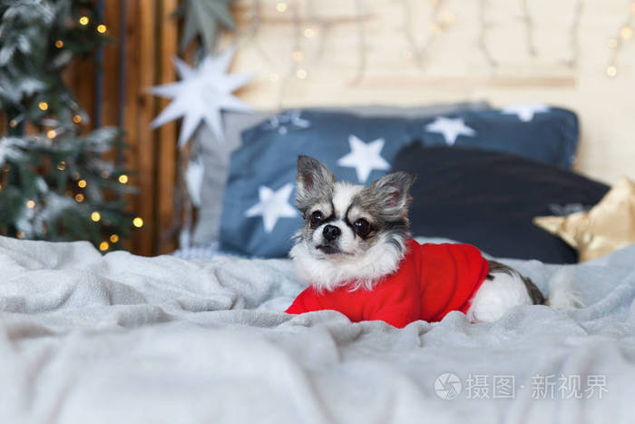 漂亮的吉娃娃小狗，穿着红色温暖的毛衣，在斯堪的纳维亚风格的卧室里，有圣诞树灯装饰枕头。 宠物友好酒店或家庭客房。 动物护理概念。