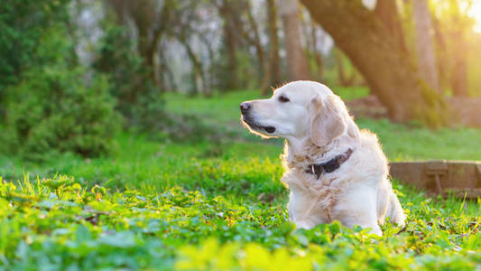 春天犬图片