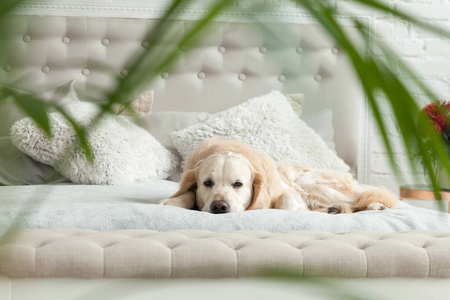 金色猎犬小狗在豪华明亮的颜色,经典的折中风格卧室与特大床和床头柜