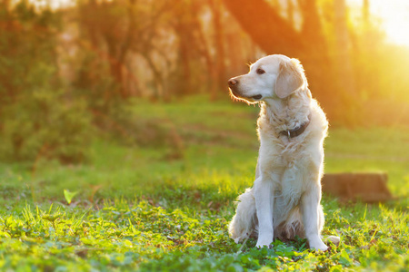 可爱的金毛猎犬坐在公园里的春天绿草上。 冒险宠物旅行概念太阳能明亮效果。