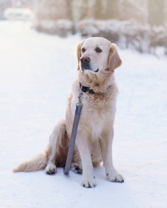 可爱的金色猎犬坐在雪城户外日落时间。 公园里的冬天。 垂直复制空间。