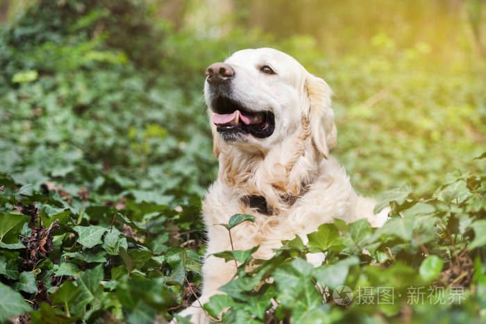 快乐的微笑，可爱的金色猎犬，坐在公园或森林里的春天绿色常春藤草地上。 冒险户外宠物旅行概念。 复制空间背景。 太阳能明亮效应。