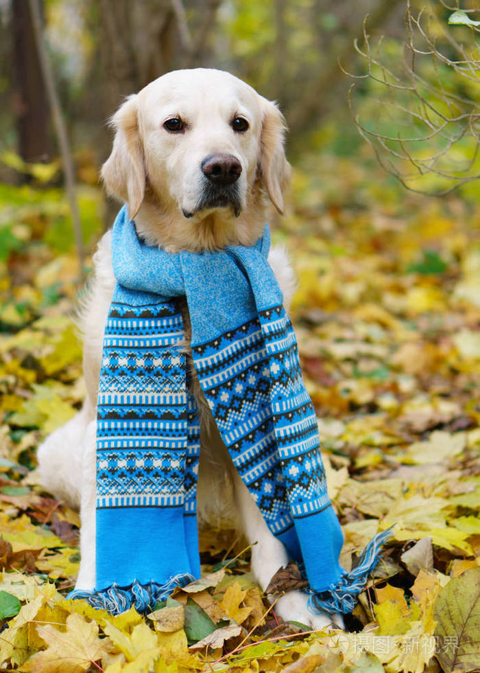 公园里的秋天. 宠物护理概念. 垂直选择焦点复制空间.