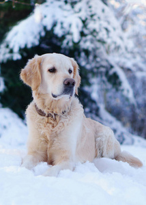 可爱的金色猎犬坐在雪地户外。 公园里的冬天。 水平复制空间。