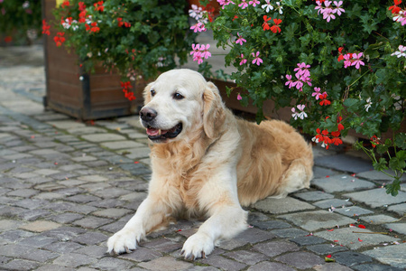 红色金毛快乐的年轻可爱的金毛猎犬小狗坐在花园后院粉红色和红色的花