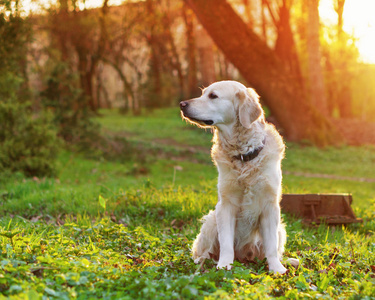 可爱的金毛猎犬坐在公园里的春天绿草上。 冒险宠物旅行概念太阳能明亮效果。