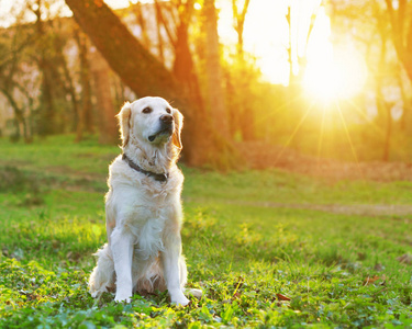 可爱的金毛猎犬坐在公园里的春天绿草上。 冒险宠物旅行概念太阳能明亮效果。