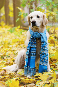 可爱的金毛猎犬，戴着别致的羊毛围巾落叶上。 公园里的秋天。 宠物护理概念。 垂直选择焦点复制空间。