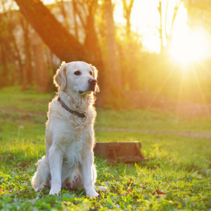 可爱的金毛猎犬坐在公园里的春天绿草上。 冒险宠物旅行概念太阳能明亮效果。