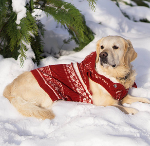 可爱的金色猎犬穿着温暖的红色圣诞外套躺在雪地上。 公园里的冬天。 方形复制空间。