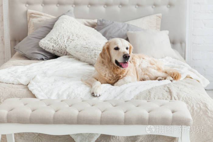金色猎犬小狗在豪华明亮的颜色,经典的折中风格卧室与特大床和床头柜.