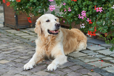 快乐的年轻可爱的金毛猎犬小狗坐在花园后院粉红色和红色的花附近的