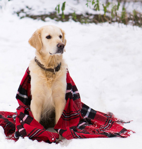 可爱的金色猎犬，穿着温暖的红色圣诞格子呢外套，坐在雪地户外。 公园里的冬天。 方形复制空间关闭。