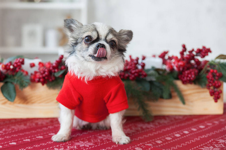 美丽的微笑吉娃娃小狗,穿着红色温暖的毛衣,在斯堪的纳维亚风格的卧室