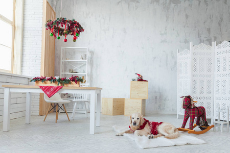 可爱的金毛猎犬，穿着红色外套，坐在斯堪的纳维亚风格的公寓或酒店客厅里，有圣诞花环灯球玩具装饰的桌子。 宠物友好复制空间壁纸。