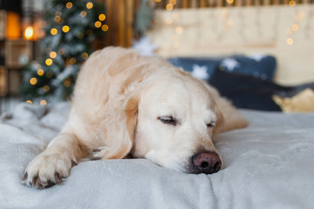 快乐的金毛猎犬睡在斯堪的纳维亚风格的卧室与圣诞树星星装饰枕头。 宠物友好酒店或家庭客房。 动物护理概念。