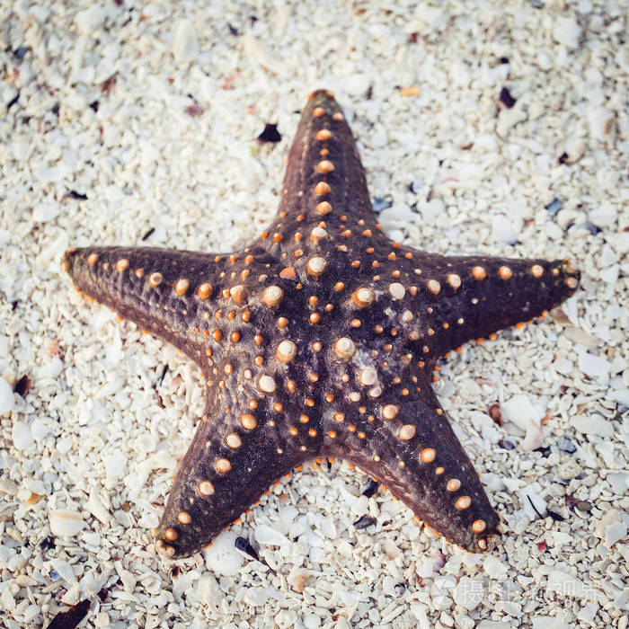 沙子上的海星靠近自然背景