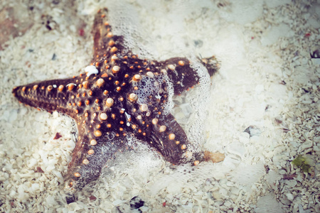 沙子上的海星靠近。 自然背景