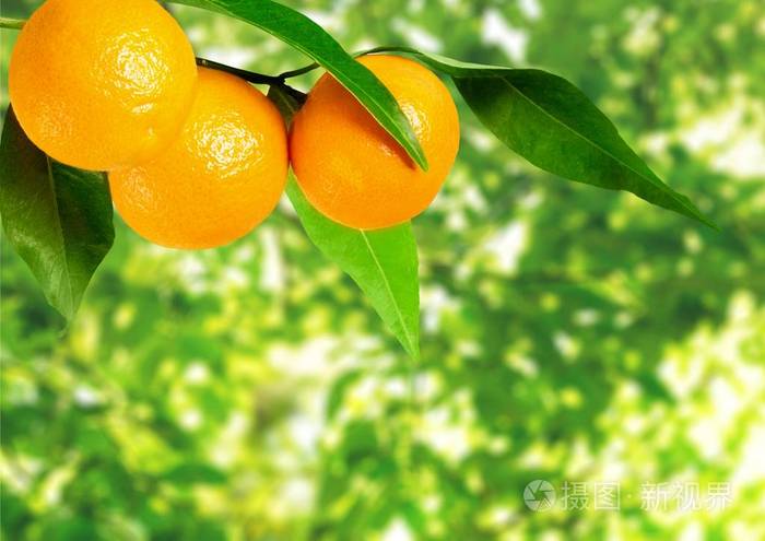 在模糊的自然背景下成熟的橘子在树枝上