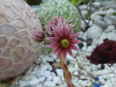 花园里一朵娇俏的花的粉红色花朵