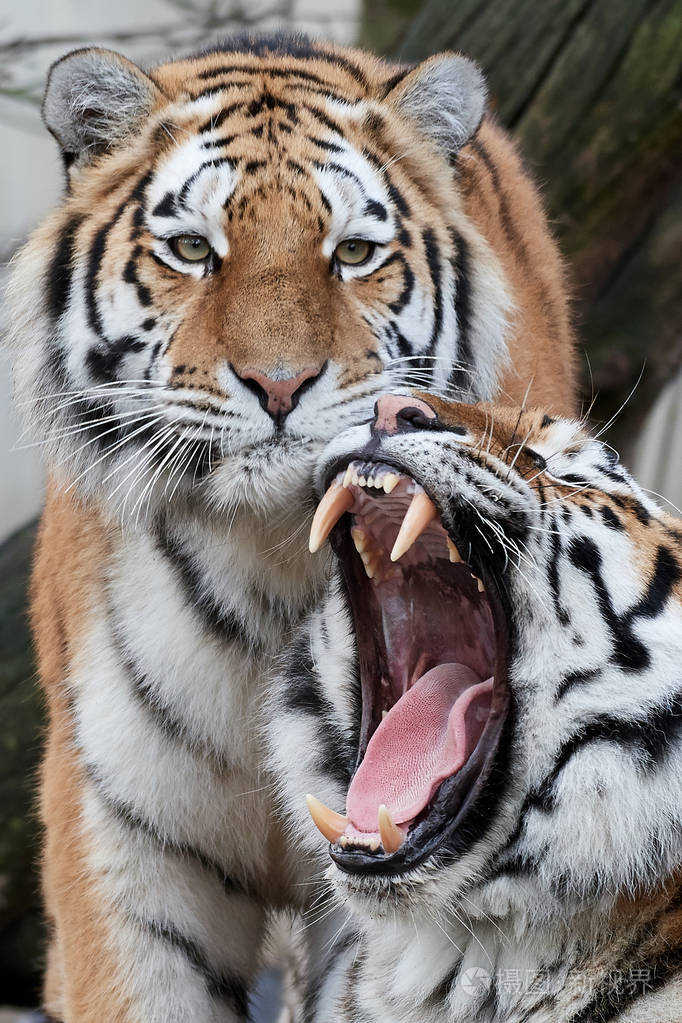 阿穆尔虎张开嘴在后台有一个兄弟姐妹