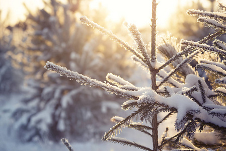 杉树枝与雪近在黄昏的太阳和森林的背景下。