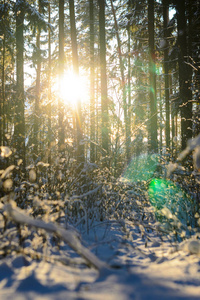 s rays break through the trunks of trees. Cold winter landscape