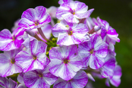 粉红花植物