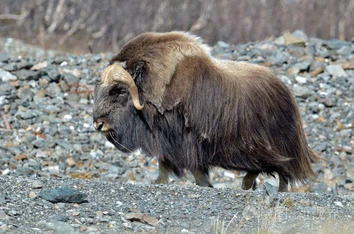 天然生境中的麝牛