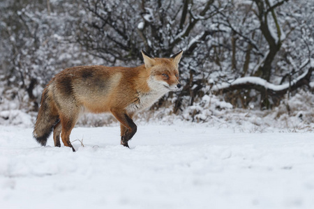 在寒冷的冬天，美丽的红狐
