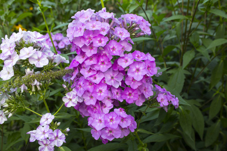 粉红花植物