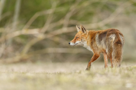 自然界中美丽的红狐