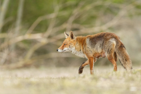 自然界中美丽的红狐
