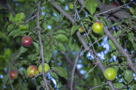 果枝素材图片_果枝图片素材下载_摄图新视界