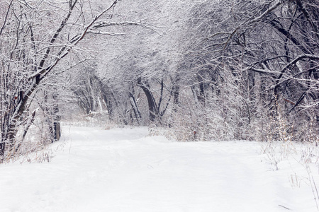 白雪皑皑的森林里长满了白雪，中间有一条小径