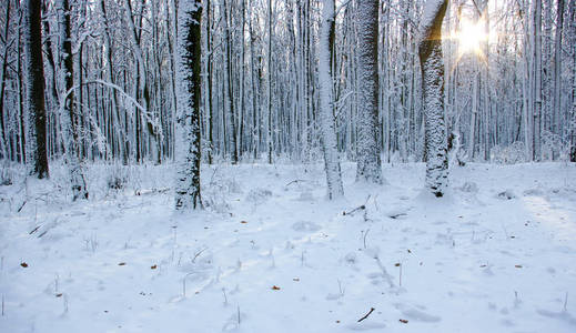 冬天的森林，太阳和雪中的树