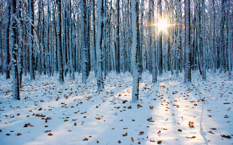 冬天的森林，太阳和雪中的树