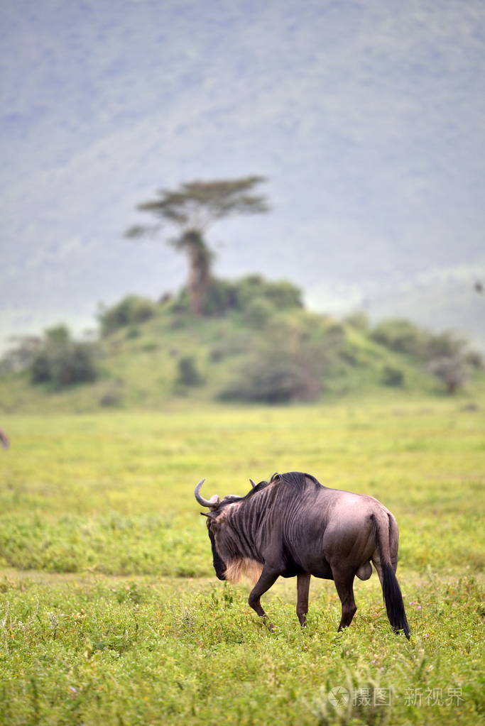 非洲坦桑尼亚的黑角或白尾ConnochaetesGnou
