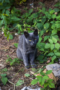 亲近大自然的灰猫