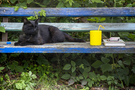 坐在木凳前的黑猫