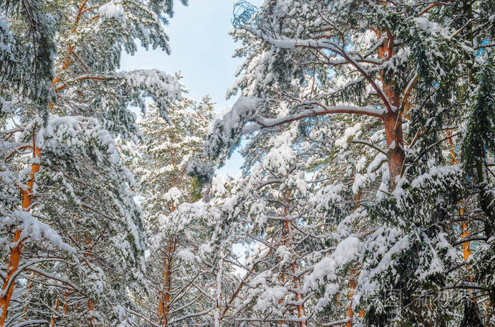 松林冬季背景. 冬天森林里覆盖着雪的松树的枝干