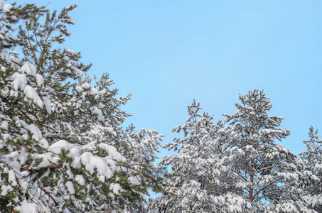 大雪覆盖针叶林，天空多云。 冬季暴风雪天气