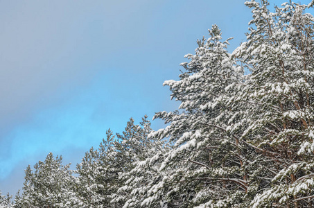 大雪覆盖针叶林，天空多云。 冬季暴风雪天气