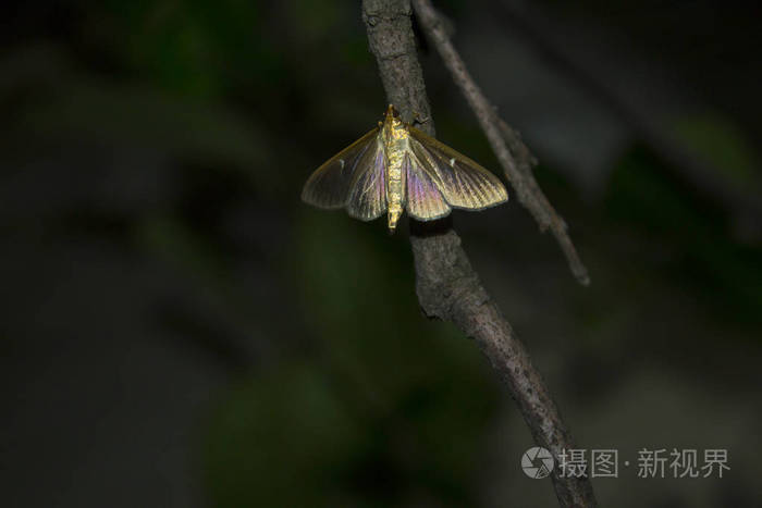 夜蝶蛾昆虫