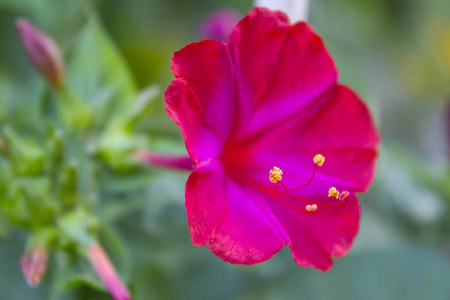 奇异花哈拉帕粉红色花园植物