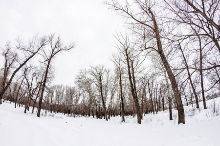 冬季森林与树木覆盖着雪