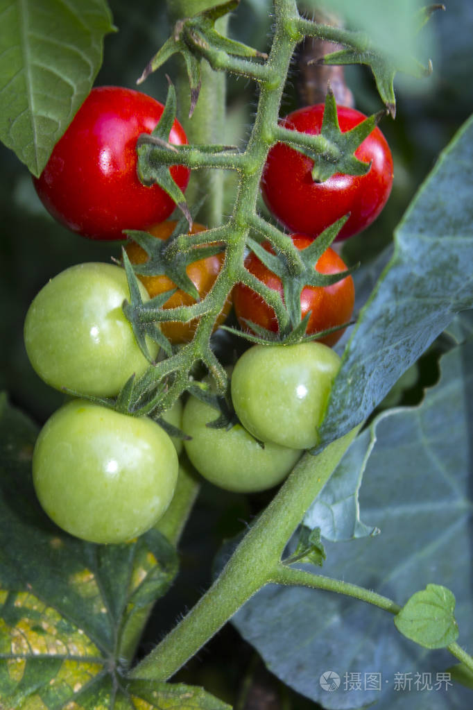 西红柿种植菜园
